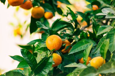 Portakal mandalina ağacı üzerinde. Olgun mandalina. Karadağ mandari