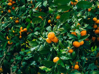 Portakal mandalina ağacı üzerinde. Olgun mandalina. Karadağ mandari
