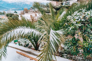 Karla kaplı palmiye ağacı. Palm karla kaplı. Kış co üzerinde