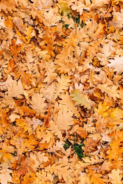 Textura de hojas de otoño. Hoja de roble amarillo en el suelo en — Foto de Stock