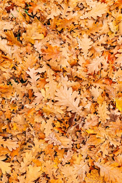 Textura de folhas de outono. Folha de carvalho amarelo litter no chão em — Fotografia de Stock
