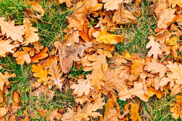 Tekstur daun musim gugur. Kuning daun serasah di lantai di — Stok Foto