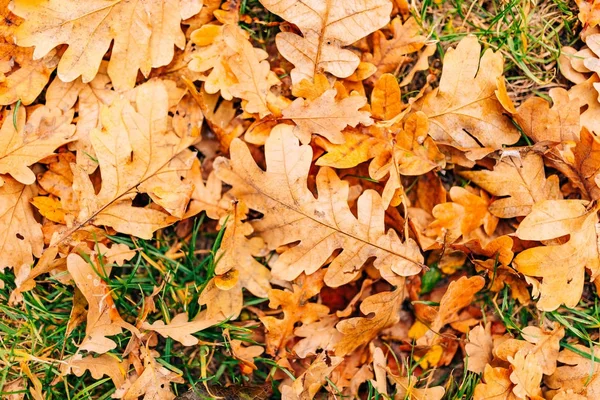 Textura de hojas de otoño. Hoja de roble amarillo en el suelo en —  Fotos de Stock