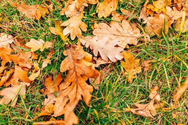 Υφή του φθινοπώρου φύλλα. Κίτρινο φύλλο βελανιδιάς σκουπίδια στο πάτωμα στο — Φωτογραφία Αρχείου