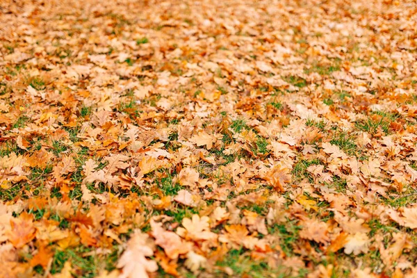Текстура осіннього листя. Жовтий дубовий лист на підлозі в — стокове фото
