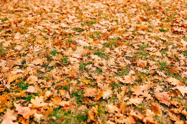 Het patroon van herfstbladeren. Gele eiken blad nest op de grond in — Stockfoto