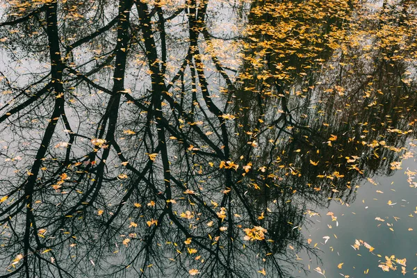 Jesienne liście w wodzie. Jesień jezioro w parku. Upadły samoc — Zdjęcie stockowe