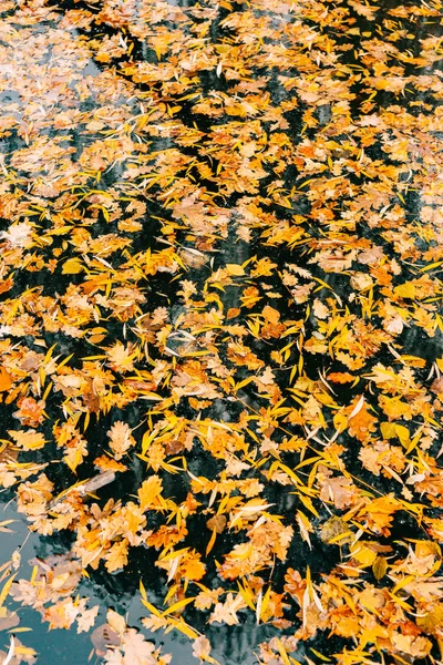 Το φθινόπωρο τα φύλλα μέσα στο νερό. Φθινόπωρο στη λίμνη στο πάρκο. Πεσμένα αποχώρησής — Φωτογραφία Αρχείου