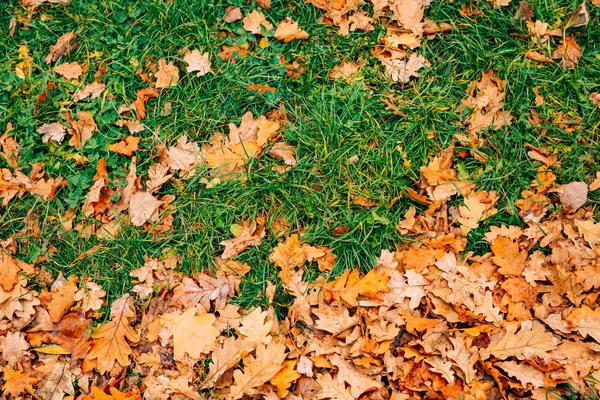 秋の葉の質感。階に黄色樫落葉 — ストック写真