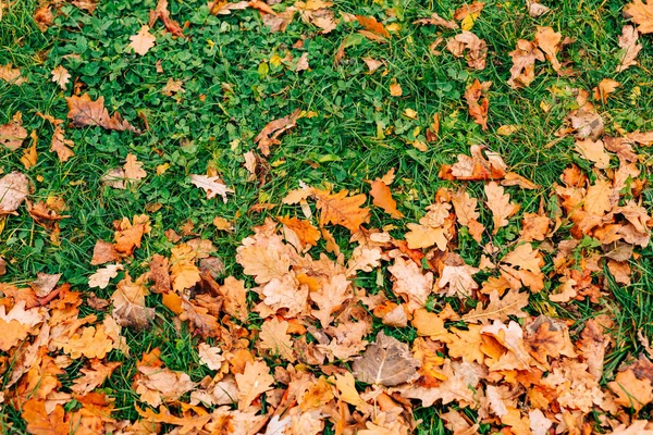 Textura de hojas de otoño. Hoja de roble amarillo en el suelo en — Foto de Stock