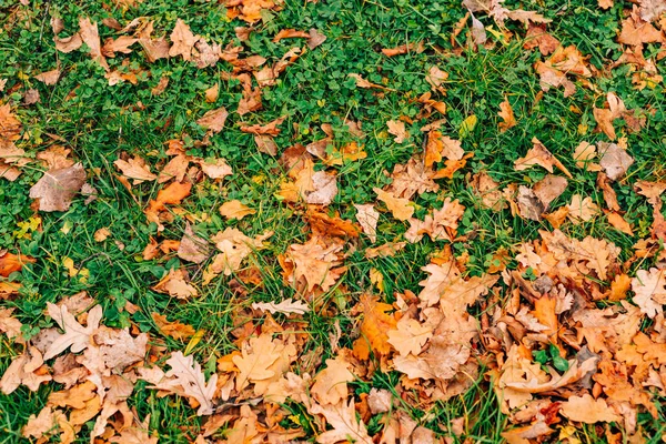 Textura podzimní listí. Žluté dubové hrabanka na podlaze v — Stock fotografie