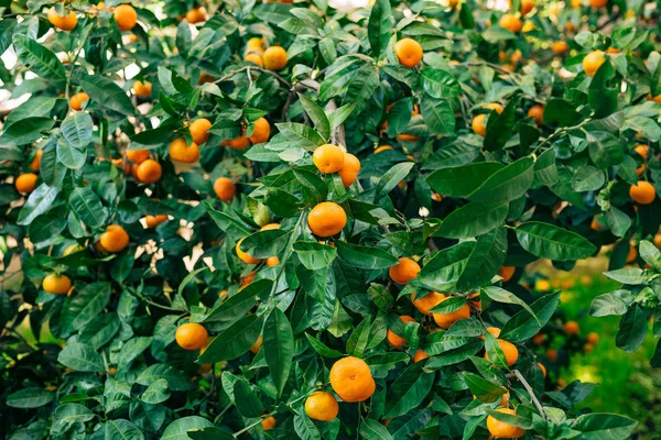 Mandarina naranja en el árbol. Mandarina madura. Mandari montenegrino — Foto de Stock