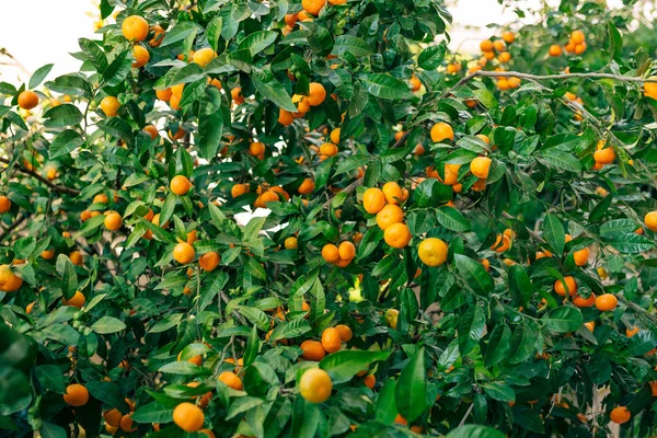 Mandarina naranja en el árbol. Mandarina madura. Mandari montenegrino — Foto de Stock