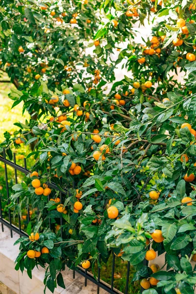 Oranžová mandarinka na stromě. Zralé mandarinky. Černohorský mandari — Stock fotografie