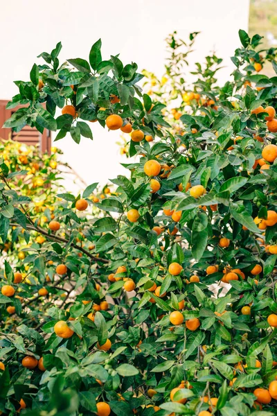 Orange mandarin on the tree. Ripe tangerine. Montenegrin mandari