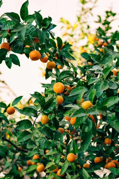 Оранжевый мандарин на дереве. Спелый мандарин. Черногорский мандари — стоковое фото