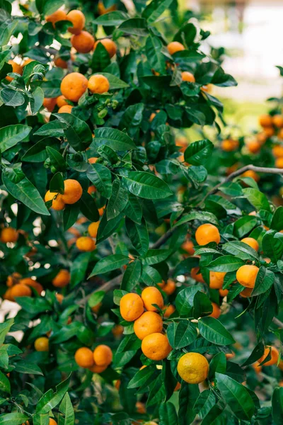 Orange mandarin on the tree. Ripe tangerine. Montenegrin mandari
