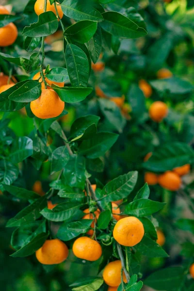 Orange mandarin on the tree. Ripe tangerine. Montenegrin mandari