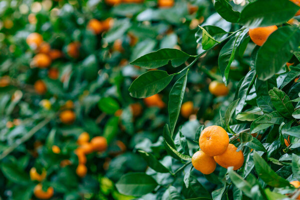 Orange mandarin on the tree. Ripe tangerine. Montenegrin mandari