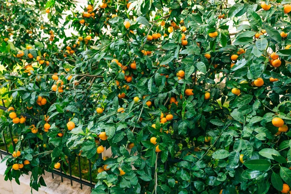 Orangenmandarine auf dem Baum. reife Mandarine. Montenegrinischer Mandari — Stockfoto