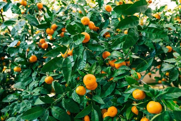 Πορτοκαλί μανταρίνι στο δέντρο. Ώριμο μανταρίνι. Mandari του Μαυροβουνίου — Φωτογραφία Αρχείου
