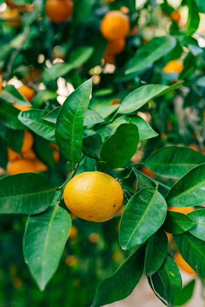 Orange mandarin on the tree. Ripe tangerine. Montenegrin mandari