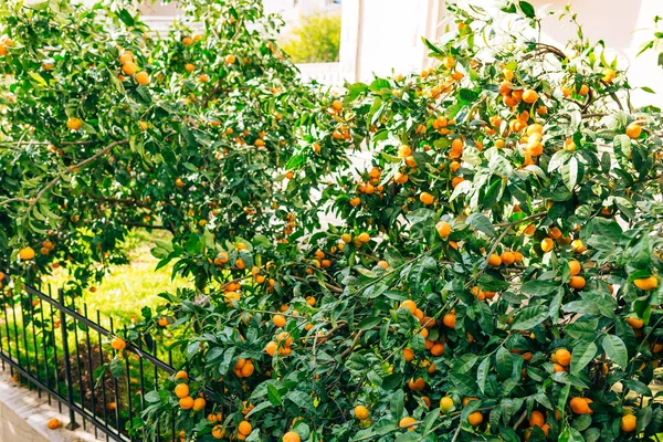 Mandarina naranja en el árbol. Mandarina madura. Mandari montenegrino — Foto de Stock