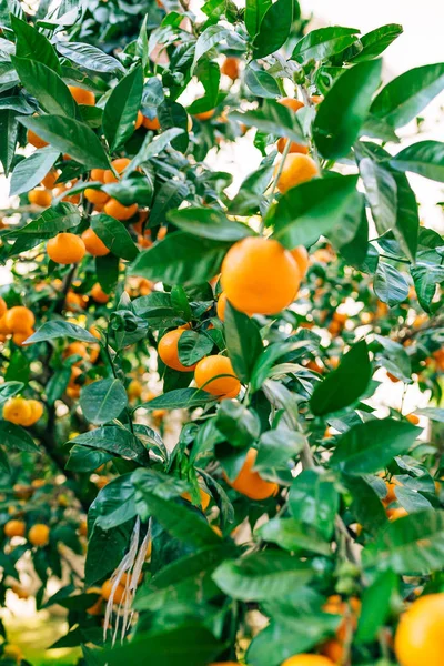 Mandarina naranja en el árbol. Mandarina madura. Mandari montenegrino — Foto de Stock