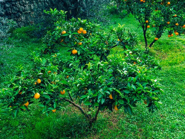 나무에 오렌지 만다린입니다. 익은 귤. 몬테네그로 mandari — 스톡 사진