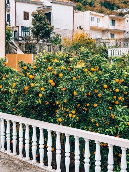 Orangenmandarine auf dem Baum. reife Mandarine. Montenegrinischer Mandari — Stockfoto