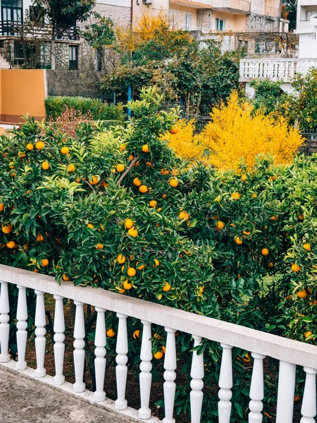 Orangenmandarine auf dem Baum. reife Mandarine. Montenegrinischer Mandari — Stockfoto