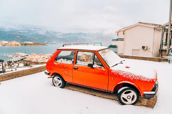 El perro está esperando al dueño en un coche rojo retro. Budva, Mont —  Fotos de Stock