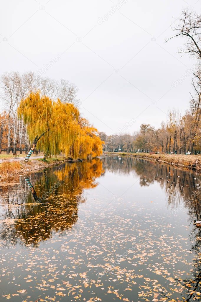 Autumn lake. Yellow foliage in autumn