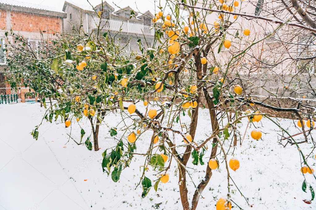 Lemon garden in winter. Lemon tree with yellow lemons in the sno