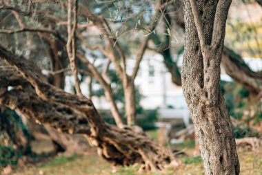 Zeytin ağacının gövde yakın çekim. Zeytin bahçeleri ve gard