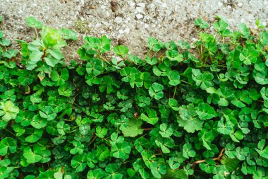 Yeşil halı yonca. Doku yonca yaprağı. PLA