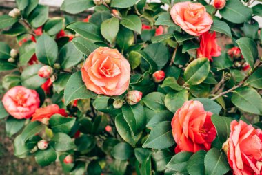 Pembe Kamelya Çiçekler ilkbaharda bir Bush