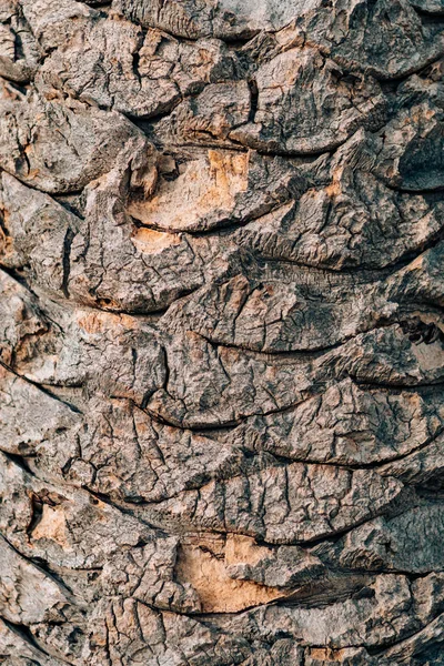 De textuur van de schors van de palmboom. — Stockfoto