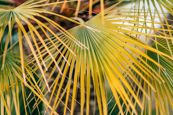 A branch of a palm tree close-up