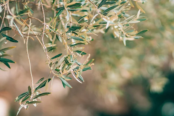 Rama de olivo con hojas de cerca. Olivos y jardines en M — Foto de Stock