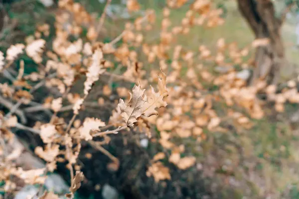 Κίτρινο το φθινόπωρο τα φύλλα σε μια βελανιδιά — Φωτογραφία Αρχείου