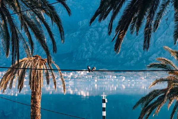 Staden Dobrota i fjärden av Kotor — Stockfoto