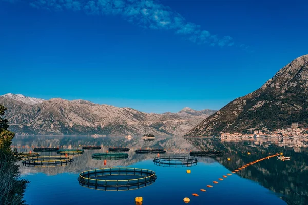 Allevamento di pesci in Montenegro. L'azienda agricola per l'allevamento e l'allevamento ittico — Foto Stock