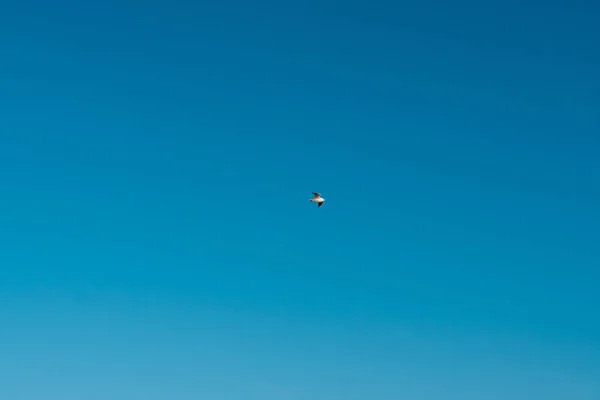 Sirály repül az égen — Stock Fotó