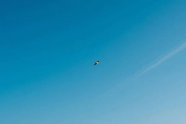 Gaivota voando no céu — Fotografia de Stock