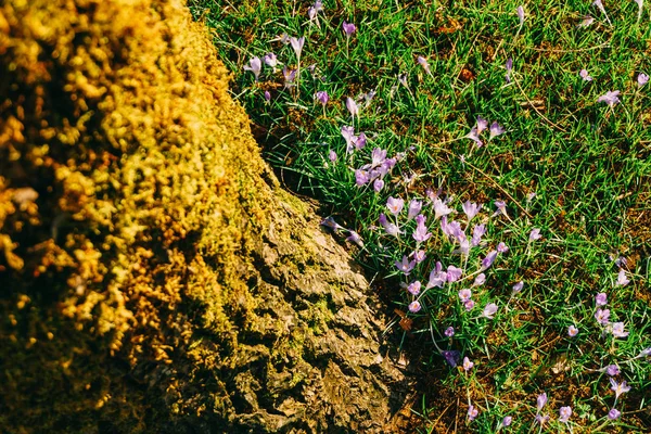 Muitos crocos na grama debaixo da árvore. Um campo de crocos i — Fotografia de Stock