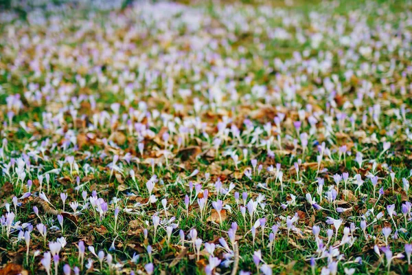 草のクロッカスの多く。緑の gra のクロッカスのフィールド — ストック写真