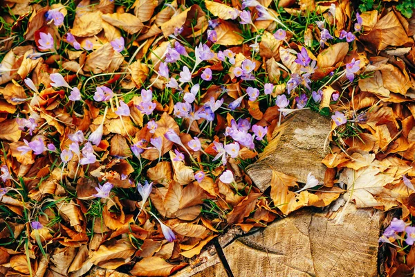 Много крокусов в сухих осенних листьях. Поле крокусов в желудке — стоковое фото