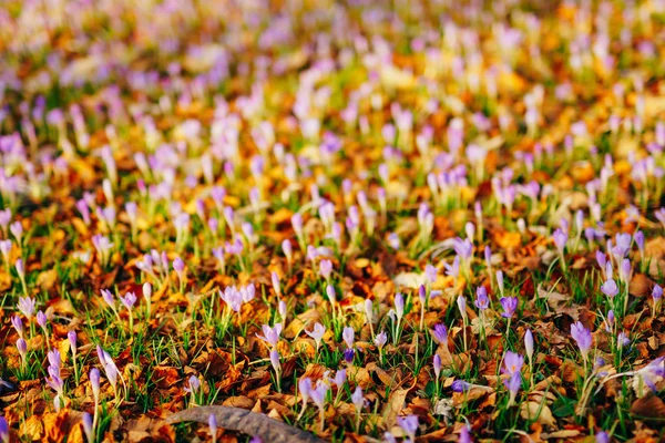 Muitos crocos em folhas de outono secas. Um campo de crocos em yello — Fotografia de Stock
