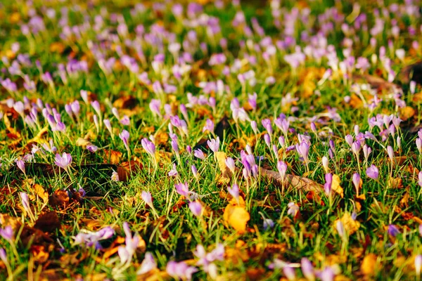 草のクロッカスの多く。緑の gra のクロッカスのフィールド — ストック写真